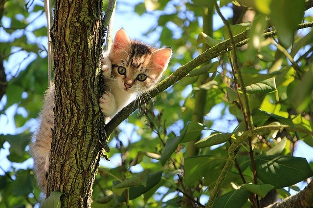 kotě na stromě