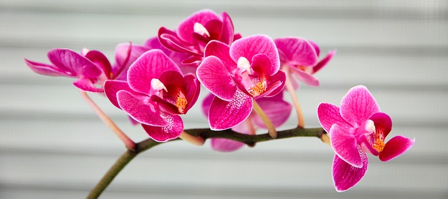 květy orchideje
