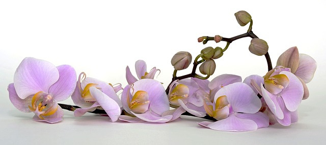 světle fialová orchidej